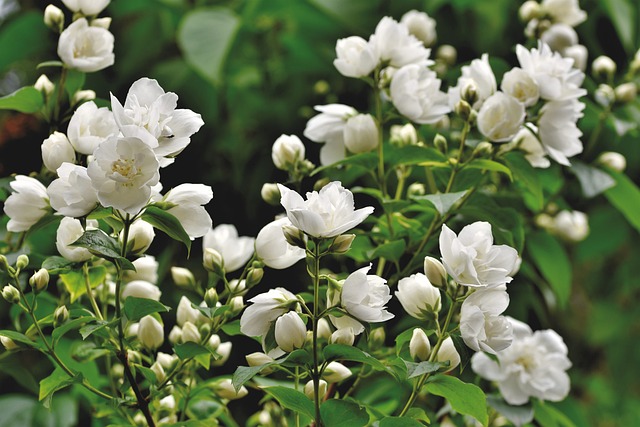 The Allure of Jasmine- Herbal Magic for Psychic Love Connections and Sensuality