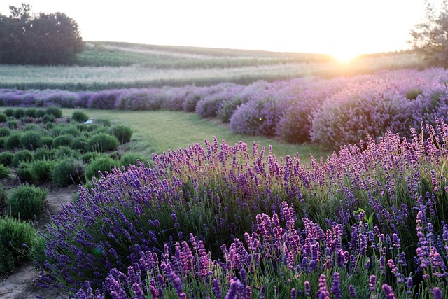 Lavender for Love? Uncovering Its Roles in Attraction, Peace, and Harmony
